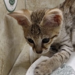 Savannah-Female-F-3C-g