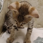 Savannah-Female-F-3C-h