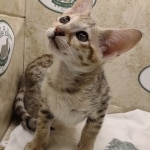 Savannah-Female-F-3C-j