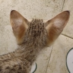 Savannah-Female-F-3C-k