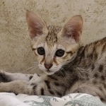 Savannah-Female-F-3C