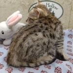 Available Savannah F-3C Female Brown Spotted DOB 6-4-24