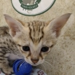 Available Savannah F-3C Female Brown Spotted DOB 6-4-24