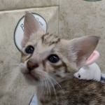 Available Savannah F-3C Female Brown Spotted DOB 6-4-24