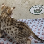 Available Savannah F-3C Female Brown Spotted DOB 6-4-24