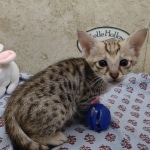 Available Savannah F-3C Female Brown Spotted DOB 6-4-24