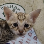 Available Savannah F-3C Female Brown Spotted DOB 6-4-24