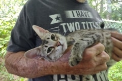 Muffin Savannah F-3C female #2 DOB 10-21-23