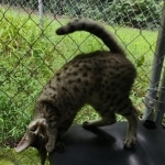 Muffin F-3C Savannah Queen