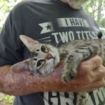 Muffin F-3C Savannah Queen