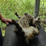 Muffin F-3C Savannah Queen