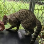 Muffin F-3C Savannah Queen