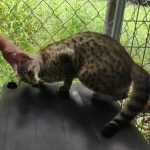 Muffin F-3C Savannah Queen