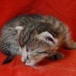 Muffin F-3C Savannah Queen