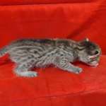 Muffin F-3C Savannah Queen
