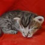 Muffin F-3C Savannah Queen