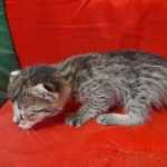 Muffin F-3C Savannah Queen