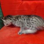 Muffin F-3C Savannah Queen