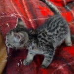 Muffin F-3C Savannah Queen