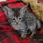 Muffin F-3C Savannah Queen
