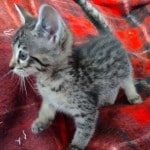 Muffin F-3C Savannah Queen