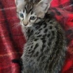 Muffin F-3C Savannah Queen