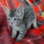 Muffin F-3C Savannah Queen