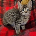 Muffin F-3C Savannah Queen