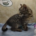 Muffin F-3C Savannah Queen