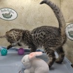 Muffin F-3C Savannah Queen