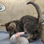 Muffin F-3C Savannah Queen