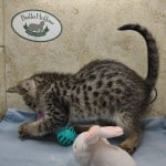 Muffin F-3C Savannah Queen