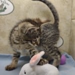 Muffin F-3C Savannah Queen