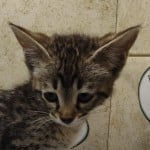 Muffin F-3C Savannah Queen