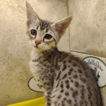 Muffin F-3C Savannah Queen