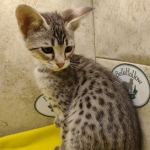 Muffin F-3C Savannah Queen