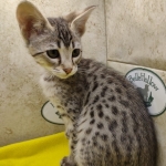 Muffin F-3C Savannah Queen