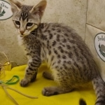 SMuffin F-3C Savannah Queen