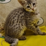 Muffin F-3C Savannah Queen