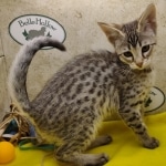 Muffin F-3C Savannah Queen