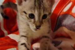 Kairi Savannah F-3C female #2 DOB 3-11-22