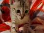 Kairi Savannah F-3C female #2 DOB 3-11-22