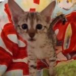 Savannah female F-3C DOB 3-11-22