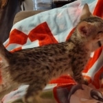 Savannah female F-3C DOB 3-11-22