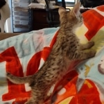 Savannah female F-3C DOB 3-11-22