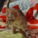 Savannah female F-3C DOB 3-11-22