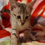 Savannah female F-3C DOB 3-11-22