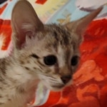 Savannah female F-3C DOB 3-11-22