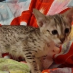 Savannah female F-3C DOB 3-11-22