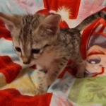 Savannah female F-3C DOB 3-11-22